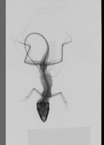 Media type: image;   Herpetology R-189313